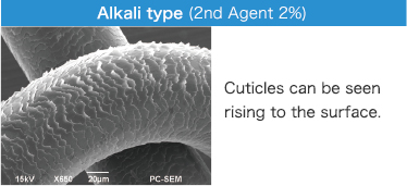 Alkali type (2nd Agent 2%) Cuticles can be seen rising to the surface
