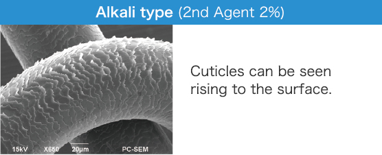 Alkali type (2nd Agent 2%) Cuticles can be seen rising to the surface