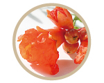 Pomegranate Flower Extract (Moisturizing)