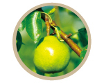 Pyrus Communis Branch Extract (La France Pear Extract) (Moisturizing)