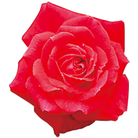 Damask rose blossom oil (moisturizing ingredient)