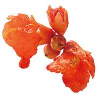 Pomegranate blossom extract (moisture retaining ingredient)