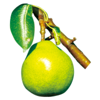 Pear branch extract (moisture retaining ingredient)