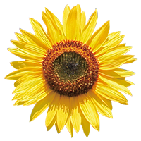 Sunflower seed extract (moisturizing ingredient)